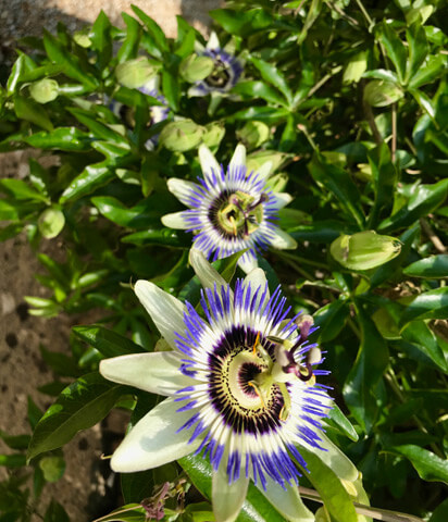 Passionsblume, schöne blaue Kletterpflanze width=
