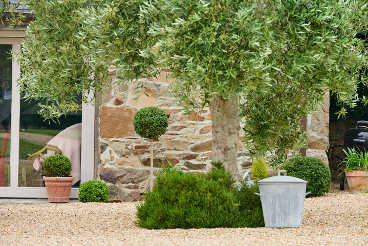 Olivenbaum im Garten, Ferienhaus Bretagne, Perros-Guirec