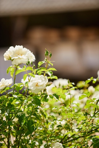 Hübsche weiße Blume, Manoir des petites Bretonnes, Perros-Guirec