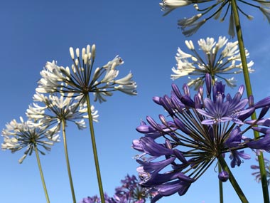 agapanthus in Brittany