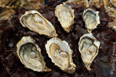 oysters in Brittany