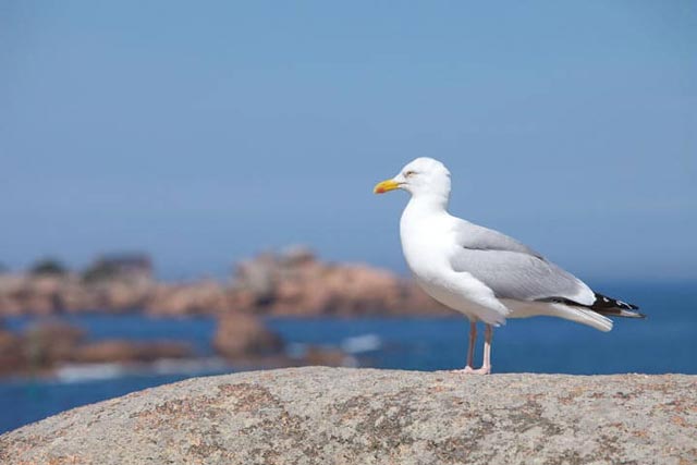 Seagull on the pink granite coast Brittany