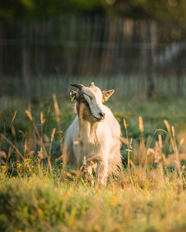 Miss Pétunia, one of Les Petites Bretonnes’ goats
