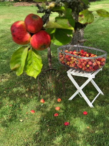 Harvesting apples at Manoir des petites bretonnes