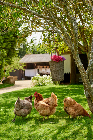 Hens in the garden, family-friendly holiday homes in Brittany, Perros-Guirec
