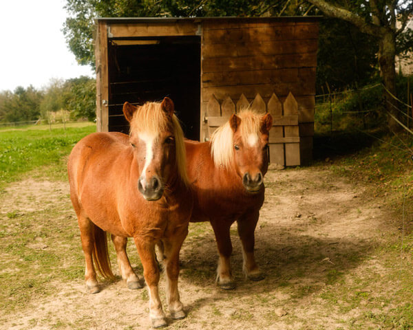 Poneys